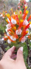 Mimetes capitulatus