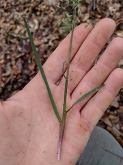 Poa cuspidata