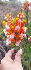 Mimetes capitulatus