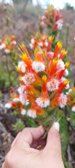 Mimetes capitulatus