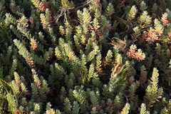 Chenolea diffusa