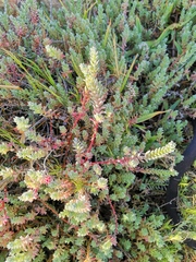 Chenolea diffusa