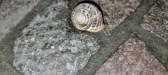 Eobania vermiculata