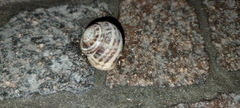 Eobania vermiculata