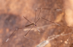 Trentepohlia australasiae