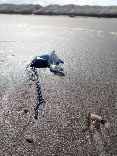 photo of Portuguese Man O' War (Physalia physalis)