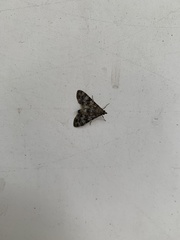 Pyraloidea