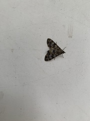 Pyraloidea