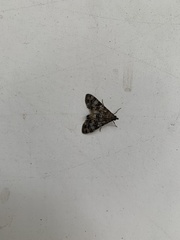 Pyraloidea
