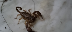 Euscorpius