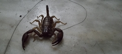 Euscorpius