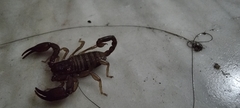 Euscorpius