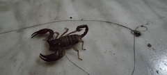 Euscorpius