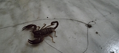 Euscorpius