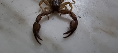 Euscorpius