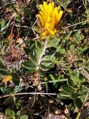 Berkheya barbata