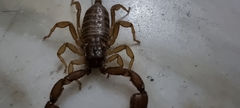 Euscorpius