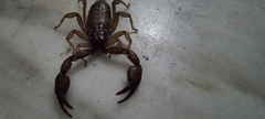 Euscorpius