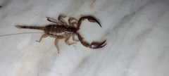 Euscorpius