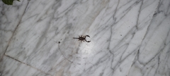 Euscorpius