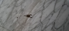 Euscorpius