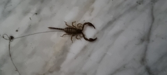 Euscorpius