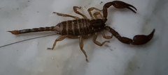 Euscorpius