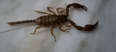 Euscorpius