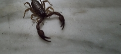 Euscorpius