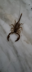 Euscorpius