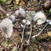 Entoloma subeuchroum - Photo (c) ym_wang_pnw, some rights reserved (CC BY-NC)