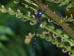 Austroaeschna eungella