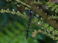 Austroaeschna eungella