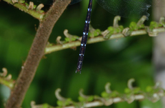 Austroaeschna eungella