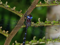 Austroaeschna eungella