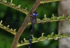 Austroaeschna eungella