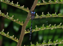 Austroaeschna eungella