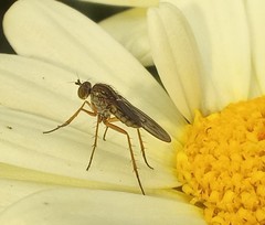 Tetrachaetus bipunctatus