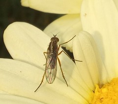 Tetrachaetus bipunctatus