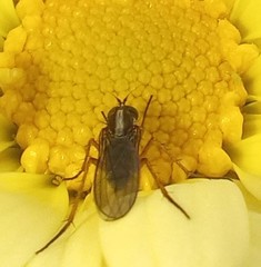 Tetrachaetus bipunctatus