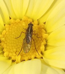 Tetrachaetus bipunctatus