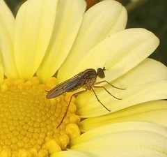 Tetrachaetus bipunctatus