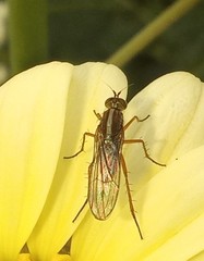 Tetrachaetus bipunctatus
