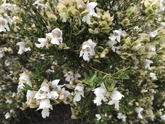 Prostanthera striatiflora