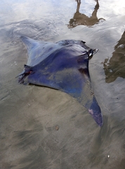 Mobula thurstoni