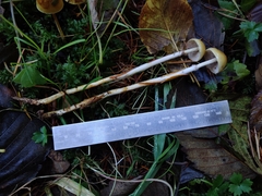 Stropharia semigloboides