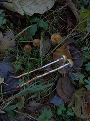 Stropharia semigloboides