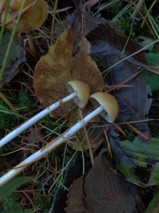 Stropharia semigloboides