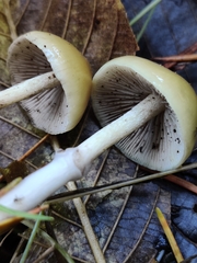 Stropharia semigloboides