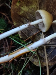 Stropharia semigloboides